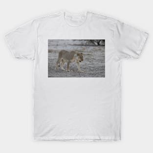 Lioness prowling in Namibia T-Shirt